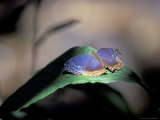 Colorful Butterfly Wings, Gombe National Park, Tanzania 写真プリント - クリスティン・Mosher