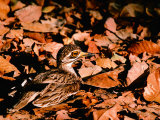 Eurasian Thick-knee in Bandhavgarh National Park, India Photographie par Dee Ann Pederson