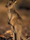 Red Kangaroos Joey, New South Wales, Australia Lámina fotográfica por Theo Allofs