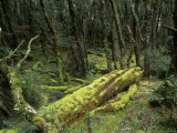 Cradle Mt. and Lake St. Clair National Park, Tasmania, Australia Lámina fotográfica por Rob Tilley Cradle Mt. and Lake St. Clair National Park, Tasmania, Australia Lámina fotográfica por Rob Tilley