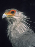 Secratarybird, South Africa Photographie par Claudia Adams