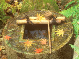 Spring for Tea Ceremony, Ryanji Temple, Kyoto, Japan Photographic Print by Rob Tilley
