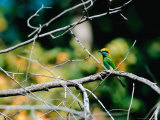 Green Bee-eater in Bandhavgarh National Park, India Lámina fotográfica por Dee Ann Pederson Green Bee-eater in Bandhavgarh National Park, India Lámina fotográfica por Dee Ann Pederson