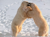 Polar Bear in Churchill, Manitoba, Canada Lámina fotográfica por Dee Ann Pederson Polar Bear in Churchill, Manitoba, Canada Lámina fotográfica por Dee Ann Pederson