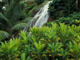 Shaw Park Gardens, Jamaica, Caribbean Photographie par Robin Hill
