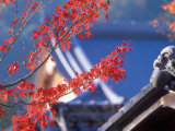 Autumn Color, Kyoto, Japan Lámina fotográfica por Rob Tilley Autumn Color, Kyoto, Japan Lámina fotográfica por Rob Tilley