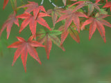 Maple Leaves, Kyoto, Japan Lámina fotográfica por Rob Tilley Maple Leaves, Kyoto, Japan Lámina fotográfica por Rob Tilley