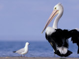 Australian Pelican and Gull on Beach, Shark Bay Marine Park, Australia Photographie par Theo Allofs