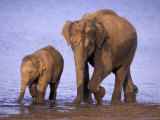 Asian Elephant Family, Nagarhole National Park, India Photographic Print by Gavriel Jecan