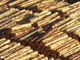 Log Stacks, Marlborough Sounds, South Island, New Zealand Photographic Print by David Wall