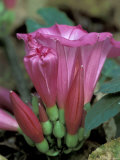 Pink Flower in Bloom, Gombe National Park, Tanzania 写真プリント - クリスティン・Mosher
