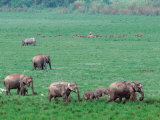 Asian Elephant in Kaziranga National Park, India Lámina fotográfica por Dee Ann Pederson Asian Elephant in Kaziranga National Park, India Lámina fotográfica por Dee Ann Pederson
