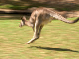 Grey Kangaroo, Australia Lámina fotográfica por David Wall Grey Kangaroo, Australia Lámina fotográfica por David Wall