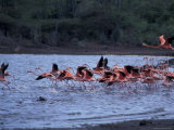 Flamingo Sanctuary, Curacao, Caribbean Photographie par Robin Hill