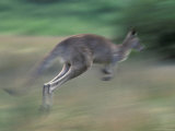 Eastern Grey Kangaroo, Wilsons Promontory National Park, Australia Photographie par Theo Allofs