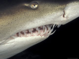 Underwater View of a Sand Tiger Shark, South Africa Photographic Print by Michele Westmorland