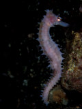 Thorny Seahorse, Indonesia Lámina fotográfica por Michele Westmorland