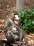 Mandrill Mother and Baby, Australia Photographic Print by David Wall