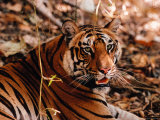 Bengal Tiger in Bandhavgarh National Park, India Fotografisk tryk af Dee Ann Pederson Bengal Tiger in Bandhavgarh National Park, India Fotografisk tryk af Dee Ann Pederson