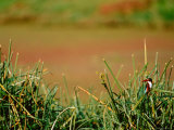 White-throat King Fisher in Bharatpur National Park, India Lámina fotográfica por Dee Ann Pederson White-throat King Fisher in Bharatpur National Park, India Lámina fotográfica por Dee Ann Pederson