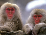 Snow Monkey Couple, Japanese Macaque, Nagano, Japan Lámina fotográfica por Rob Tilley Snow Monkey Couple, Japanese Macaque, Nagano, Japan Lámina fotográfica por Rob Tilley