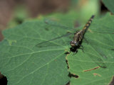 Dragonly on Green Leaf, Gombe National Park, Tanzania 写真プリント - クリスティン・Mosher
