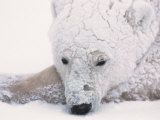 Polar Bear on Hudson Bay, Churchill, Manitoba Lámina fotográfica por Dee Ann Pederson Polar Bear on Hudson Bay, Churchill, Manitoba Lámina fotográfica por Dee Ann Pederson