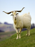 Goat, South Island, New Zealand Lámina fotográfica por David Wall