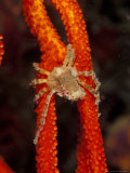 Commensul Crab on Soft Coral, Indonesia Lámina fotográfica por Michele Westmorland Commensul Crab on Soft Coral, Indonesia Lámina fotográfica por Michele Westmorland