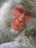 Snow Monkey, Nagano, Japan Lámina fotográfica por Rob Tilley Snow Monkey, Nagano, Japan Lámina fotográfica por Rob Tilley