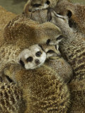 Meerkat Protecting Young, Australia Fotografie-Druck von David Wall