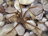 Spider on Rocky Beach, Gombe National Park, Tanzania Lámina fotográfica por Kristin Mosher