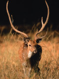 Chital in Bandhavgarh National Park, India Lámina fotográfica por Dee Ann Pederson Chital in Bandhavgarh National Park, India Lámina fotográfica por Dee Ann Pederson