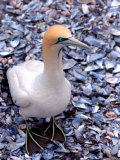 Cape Gannet on the Coast, South Africa Photographic Print by Claudia Adams