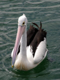 Pelican, Sydney Harbor, Australia Photographic Print by David Wall