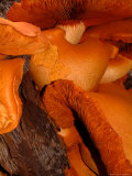 Mushrooms on Stump, New Zealand Photographic Print by William Sutton