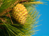 Pine Cone in Tree, New Zealand Photographic Print by William Sutton