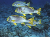 Oriental Sweetlips, Maldives Fotografisk tryk af Stuart Westmoreland Oriental Sweetlips, Maldives Fotografisk tryk af Stuart Westmoreland