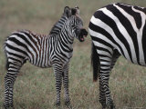 Young Burchell's Zebra, Tanzania Lámina fotográfica por Dee Ann Pederson Young Burchell's Zebra, Tanzania Lámina fotográfica por Dee Ann Pederson