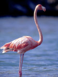 Pink Flamingo on Lake Goto Meer, Bonaire, Caribbean Photographic Print by Greg Johnston