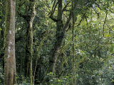 Lush Rainforest Foliage, Uganda Photographic Print by Gavriel Jecan