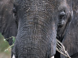 Close-up of African Elephant Trunk, Tanzania Photographic Print by Dee Ann Pederson