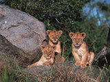 Den of Lion Cubs, Serengeti, Tanzania Fotografisk tryk af Dee Ann Pederson Den of Lion Cubs, Serengeti, Tanzania Fotografisk tryk af Dee Ann Pederson