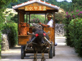 Water Buffalo Cart, Taketomi Island, Okinawa, Japan Photographic Print by Rob Tilley