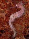 Thorny Seahorse on Soft Coral, Indonesia Lámina fotográfica por Michele Westmorland