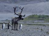Caribou and King Penguins on the Beach, South Georgia Island, Antarctica Lámina fotográfica por Hugh Rose