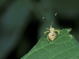 Insect on Green Leaf, Gombe National Park, Tanzania 写真プリント - クリスティン・Mosher