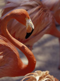 Adastra Gardens, Pink Flamingo, Nassau, Bahamas, Caribbean Photographic Print by Greg Johnston