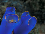 Crab Peeking From Tunicate, Irian Jaya, Indonesia Lámina fotográfica por Michele Westmorland Crab Peeking From Tunicate, Irian Jaya, Indonesia Lámina fotográfica por Michele Westmorland