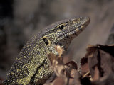 Nile Monitor Lizard, Gombe National Park, Tanzania 写真プリント - クリスティン・Mosher